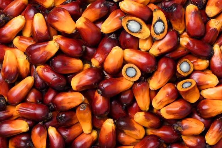 Palm oil dec 2025